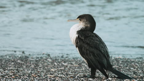 Pied-Shag-Am-Strand---Nahaufnahme