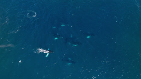 las ballenas jorobadas en el océano