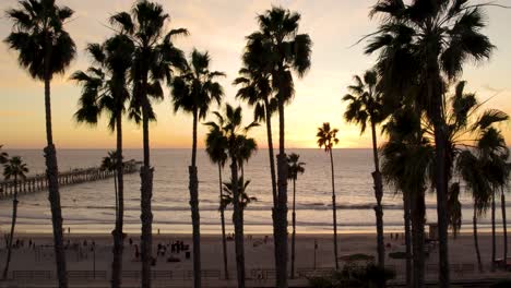 san clemente beach with palm tree silhouettes during beautiful sunset - aerial