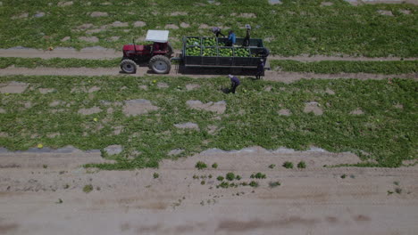 revealing the dead sea from watermelon harvest by farmers