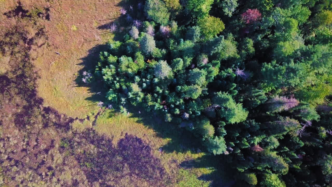 hermosa toma aérea de 4k de un bosque, un pantano y un acantilado rocoso en ontario, canadá