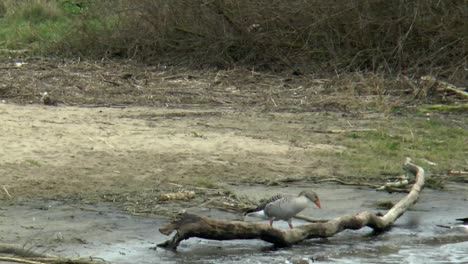 gray geese walk to the water to swim