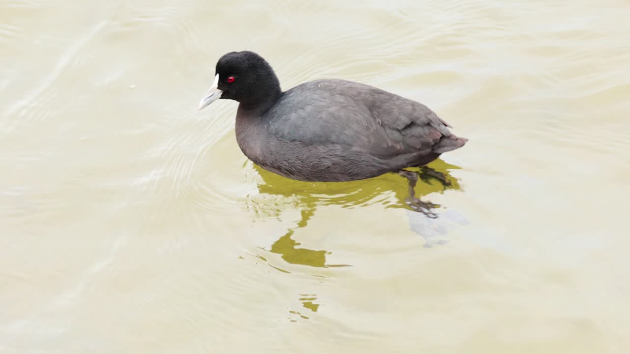 평온한 물 표면을 가로질러 날아다니는 유라시아 코트