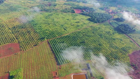 african bamboo farm filmed on a drone