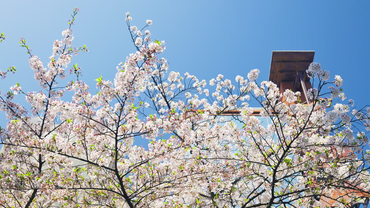 Low angle view of a cherry blossom tree with the blue sky on the background