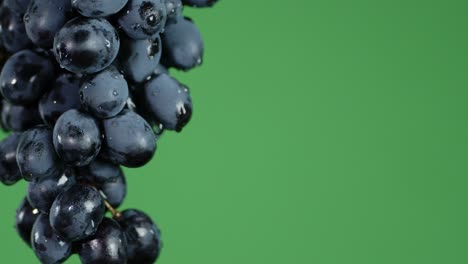 branch of ripe juicy black grapes.