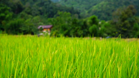 green rice field in a lush agriculture land