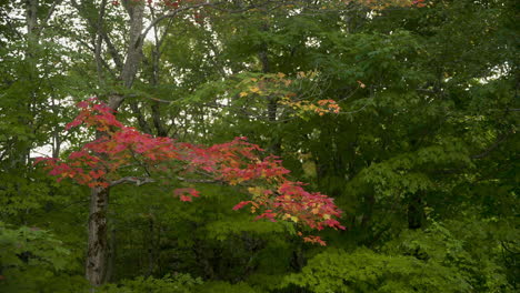 New-England-trees-during-fall-with-red-and-green-autumn-colors-4k-60fps