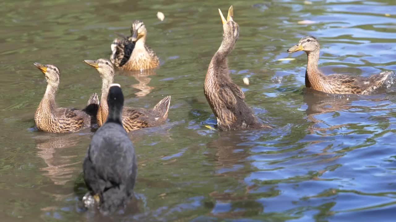 공원에서 오리에게 먹이를 주는 슬로우 모션 영상
