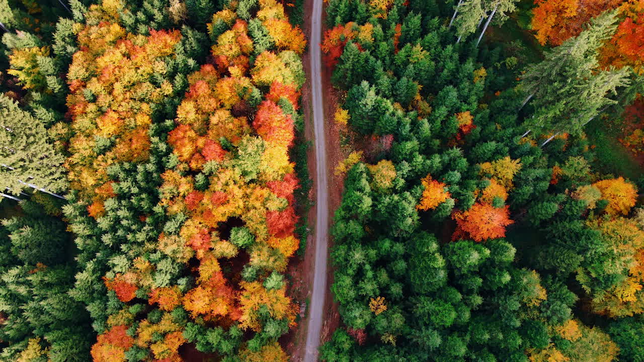 Aerial view of bright autumn treetops. Colorful treetops seen from above during peak fall season