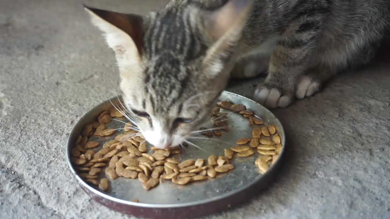 Eine Katze frisst