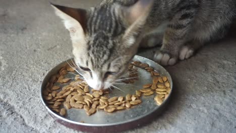 a cat is eating