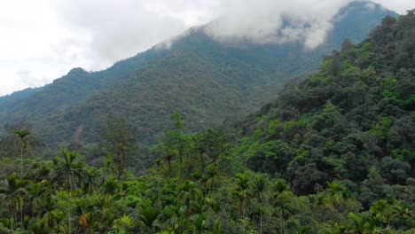 Toma-Aérea-Revelada-De-Montañas-Cubiertas-De-Nubes-A-Través-De-Palmeras,-Tyrna,-Meghalaya