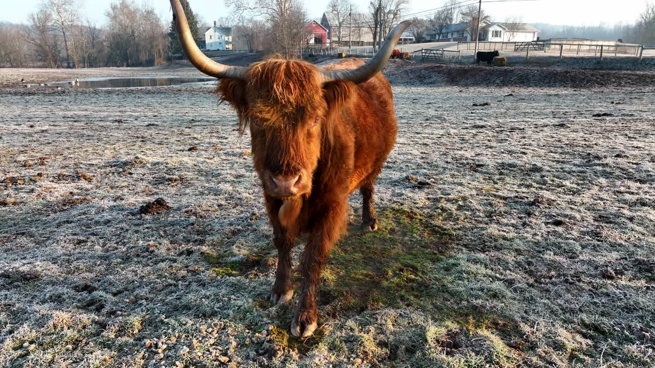 Bovini Highland scozzesi