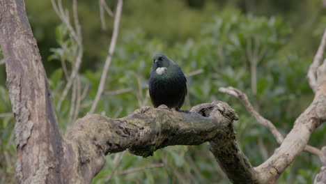 disparo de un pájaro tui en el bosque