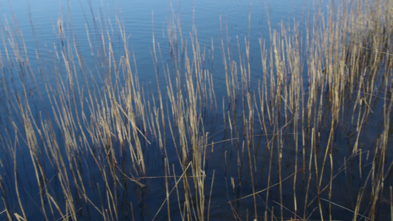 Panning shot of ducks swimming and feeding at the edge of Ormesby little broad in the reeds