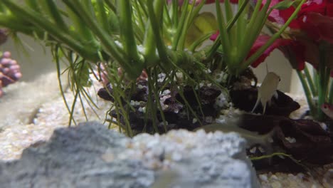 colourful tropical fish in the clear water aquarium with drift woods, gravels, green and red plants