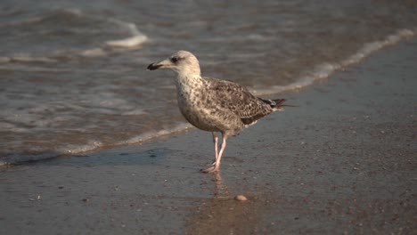 close up shot of seagull on sandy beach beside ocean during golden sunset, slow motion