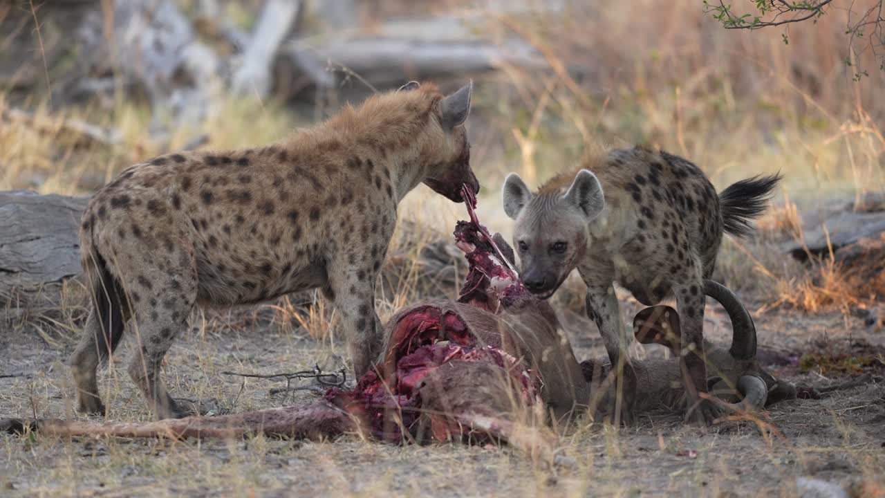 A pack of hyenas feasts on a fresh kill in the African wilderness, showcasing raw power and survival in nature.