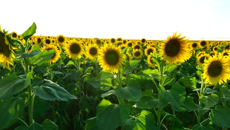 Girasoles-Amarillos-Que-Florecen-Durante-La-Puesta-De-Sol-De-La-Hora-Dorada-En-Verano