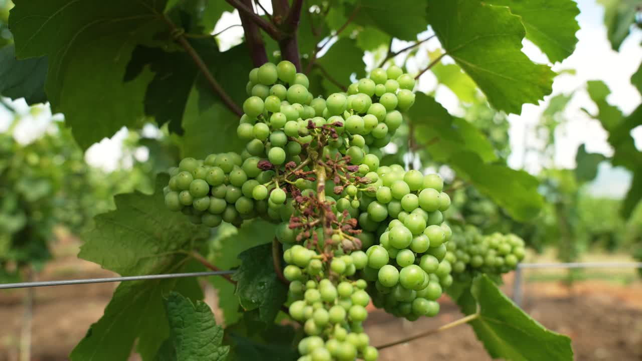 이탈리아 의 포도 ⁇  의 줄 들 사이 에 느리게  ⁇