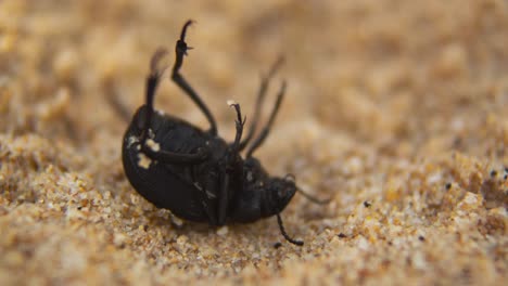 Schwarzer-Käfer-Steckte-Kopfüber-Fest-Und-Versuchte,-Am-Sandstrand-Aufzustehen