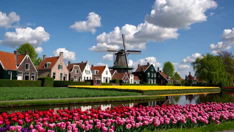 dutch village with windmill and tulips