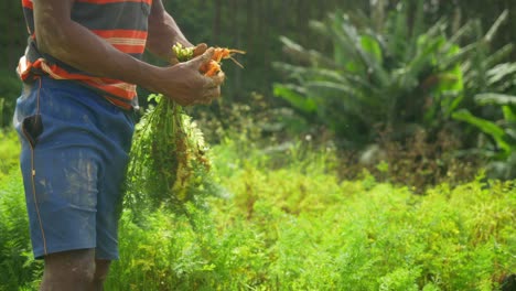 indian farmer harvesting carrots at the farm, closeup, india