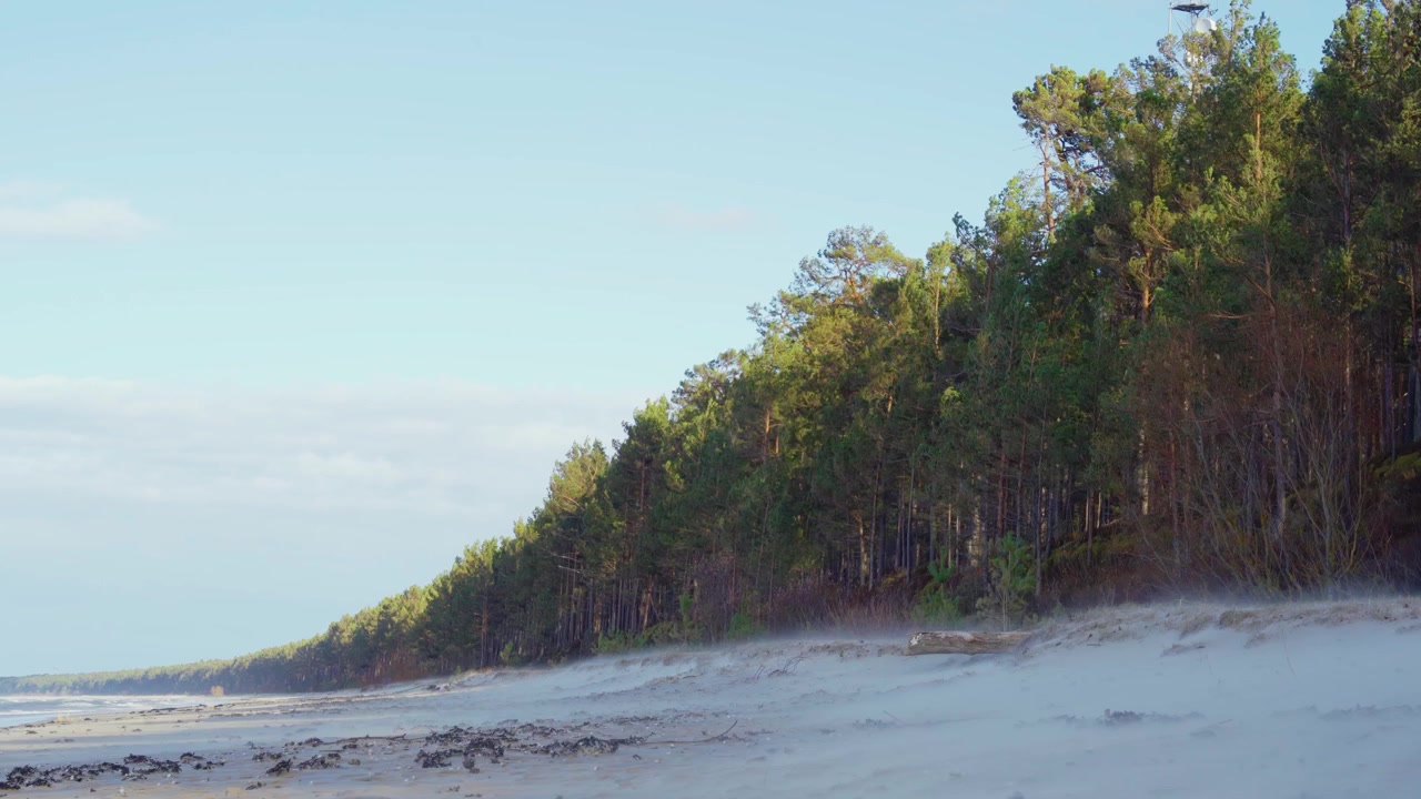 Wind blowing sand mist across sandy beach next to evergreen pine forest along wild Baltic sea coast under blue sky at evening sun.