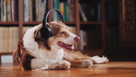 funny student dog lies on the floor of the library 01