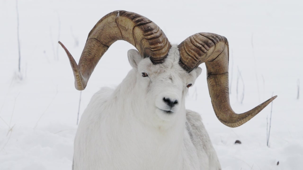 Horned Dall Sheep Or Thinhorn Sheep With Snowscape Background. Close-up Shot