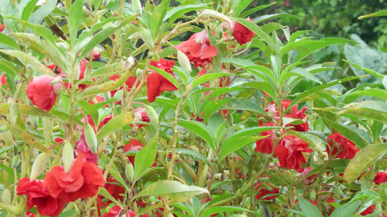 Piante rosse in fiore, mosse da una leggera brezza