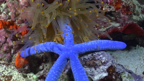 la anémona de mar naranja lucha contra la estrella de mar azul atrapándola con sus tentáculos y sus extremos pegajosos