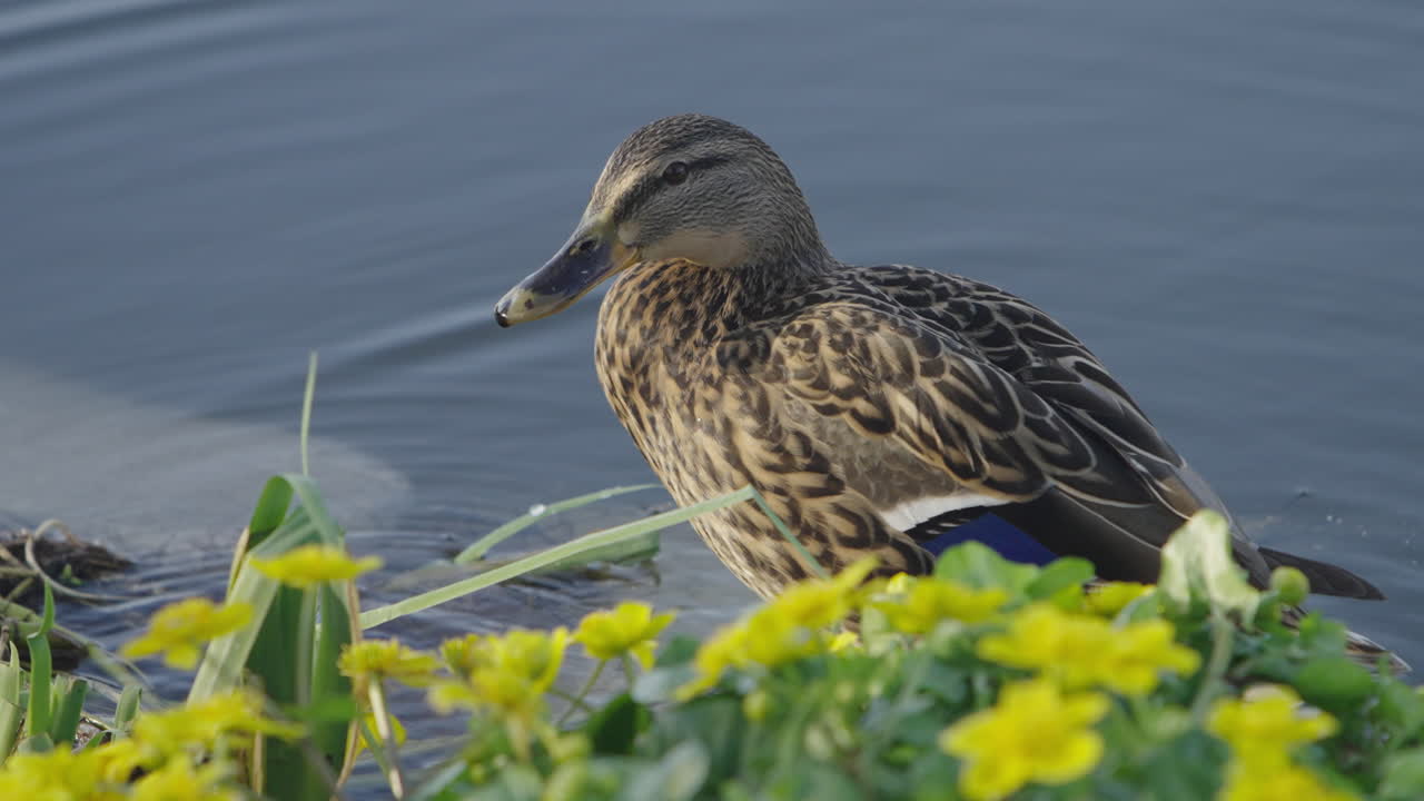 Un'anatra marrone pulisce meticolosamente le sue piume accanto a uno stagno tranquillo, circondata da vivaci fiori gialli. Ideale per documentari naturalistici o filmati di sfondo sereni