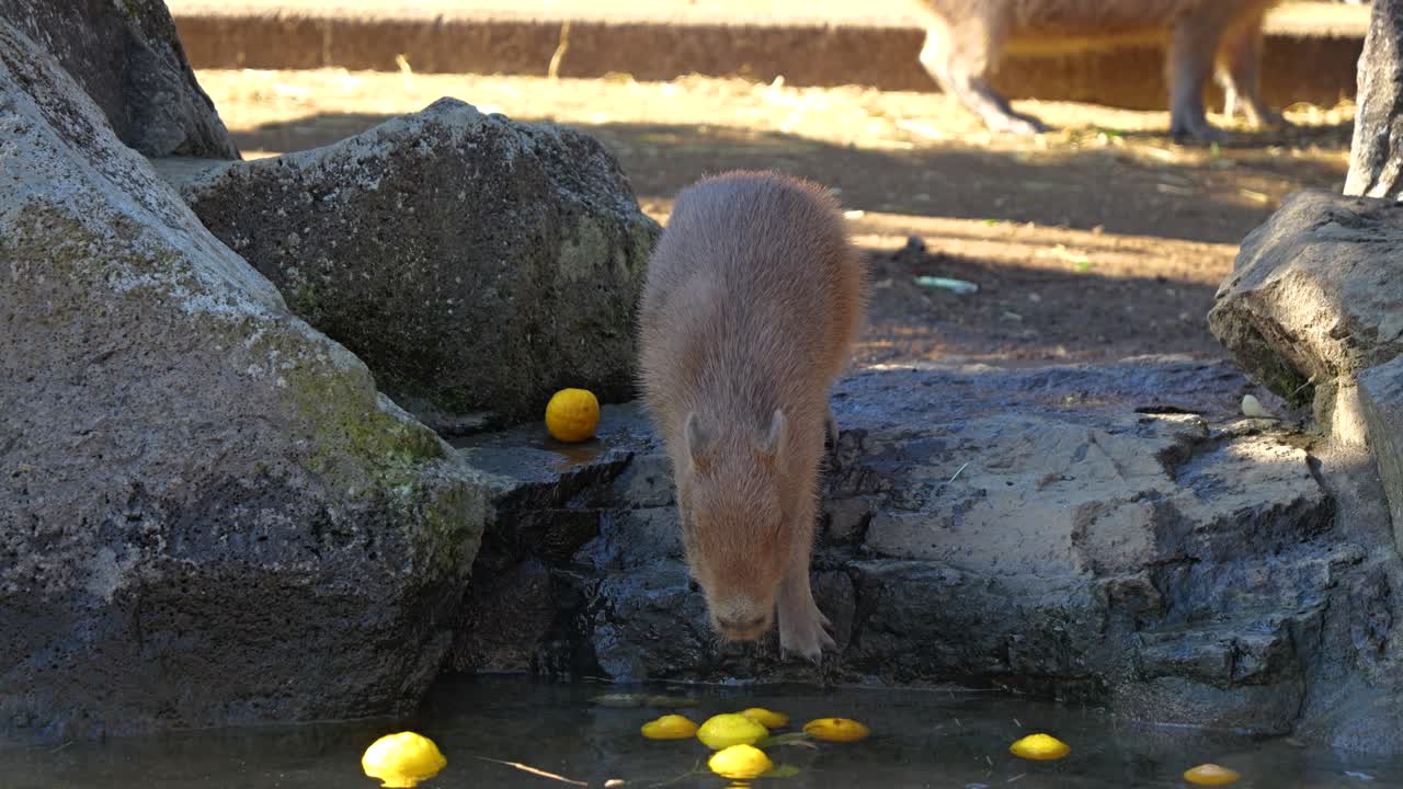 el famoso baño de yuzu para capibara en el zoológico de izzu shaboten en shimoda, japón
