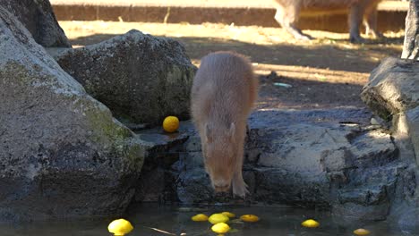 famous yuzu bath for capybara in izu shaboten zoo in shimoda, japan