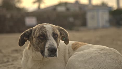 Dog-laying-down-resting,-walking,-running,-barking-4K-UHD