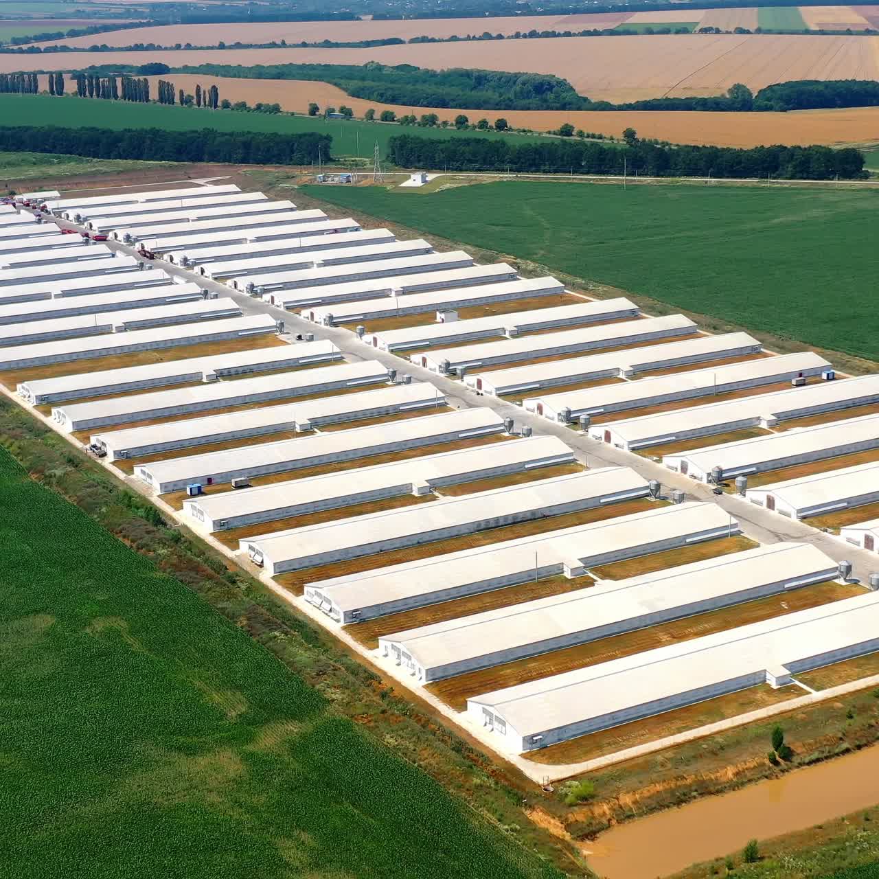 Farm houses for livestock on field. Contemporary agricultural complex with white barn buildings surrounded by fields. Aerial view
