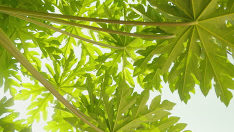 Papaya-tree-leaves-silhouetted-against-the-blue-sky,-backlit-by-sunlight,-gently-swaying-in-the-breeze