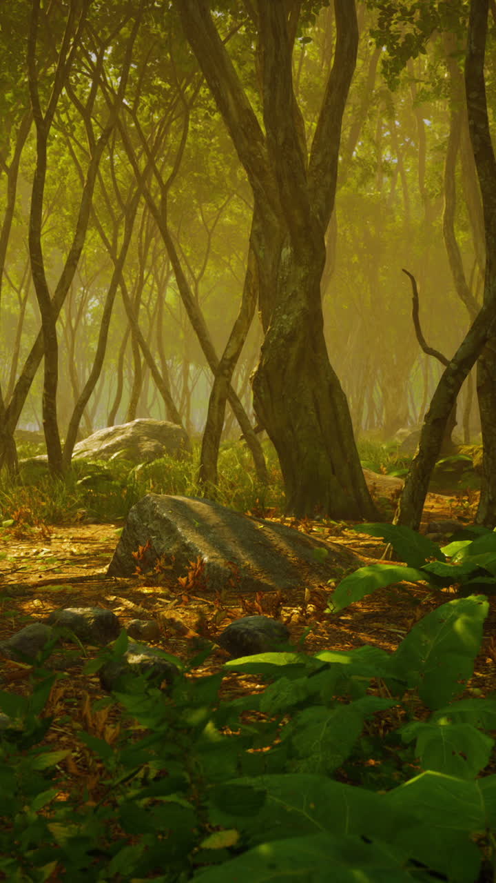 camino del bosque de niebla