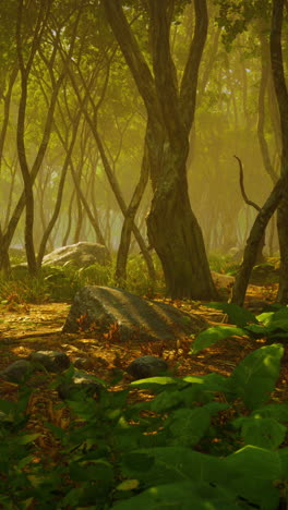 camino del bosque de niebla