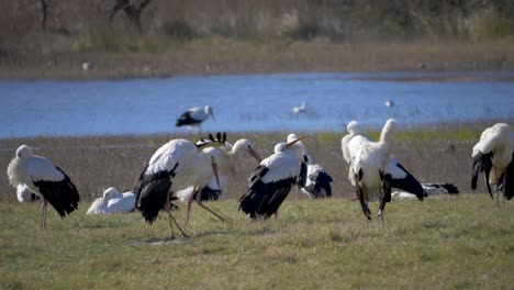 Grupo-De-Cigüeñas-Blancas-Caminando-Con-El-Lago-De-Fondo-En-Cámara-Lenta