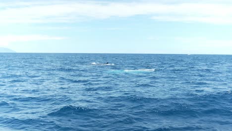ballenas sei rompiendo la superficie del agua en los gigantes de las islas canarias