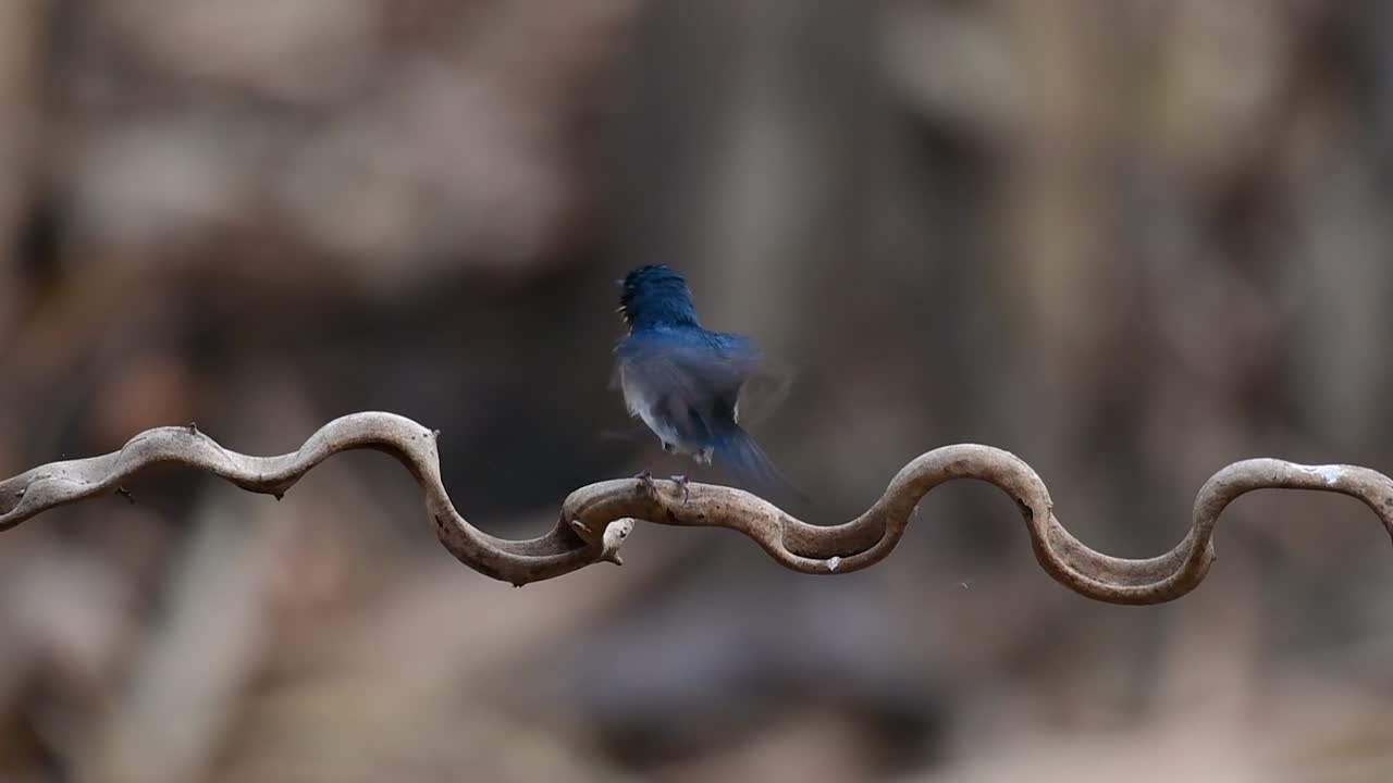 el papamoscas azul de indochina se encuentra en los bosques de las tierras bajas de tailandia, conocido por sus plumas azules y su pecho de naranja a blanco