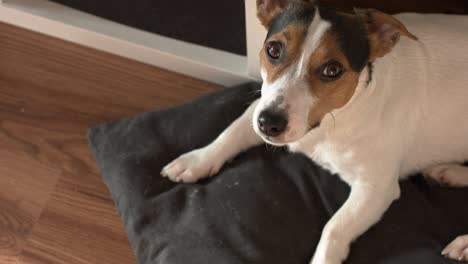 jack russell terrier lies on his place.