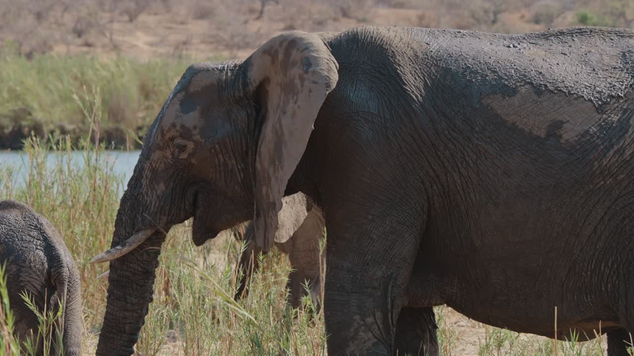 Muddy African Elephant by the River