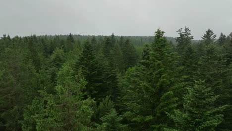 aerial view of a lush coniferous forest on an overcast day