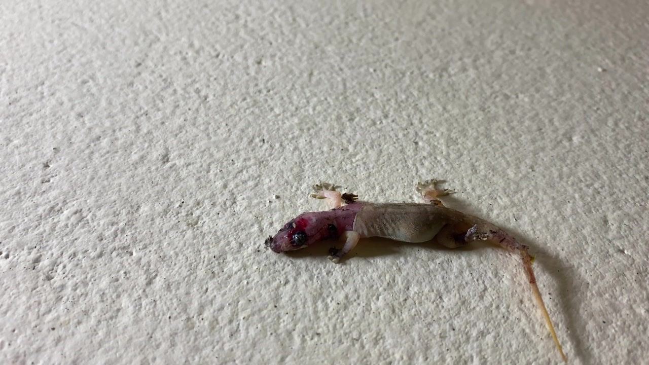 An injured house lizard or gecko resting on a surface, showing the small reptile in a natural close-up view