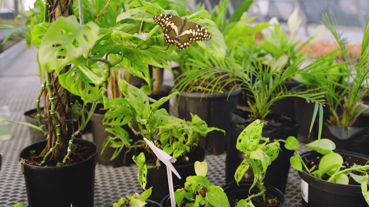 Butterfly gracefully hovering over lush green plants in vibrant nursery setting, in greenhouse