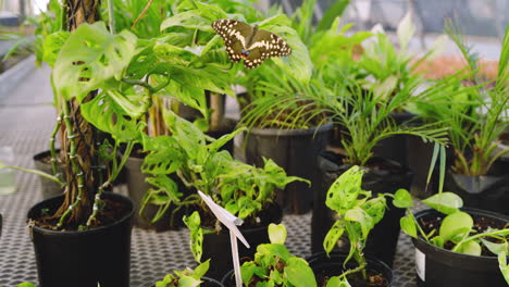 butterfly gracefully hovering over lush green plants in vibrant nursery setting, in greenhouse